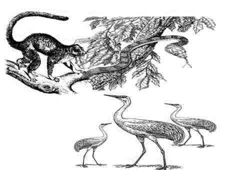 foolish crane and the mongoose panchatantra story in hindi 1 मूर्ख बगुला और नेवला : पंचतंत्र ~ मित्रभेद | Foolsih Crane And The Mongoose Panchatantra Story In Hindi