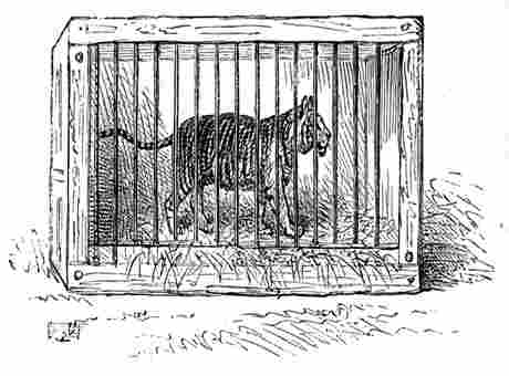 short story for kids with moral in hindi पिंजरे में बंद शेर ~ हितोपदेश बालकथा | The Tiger In A Cage Hitopadesha Story For kids In Hindi